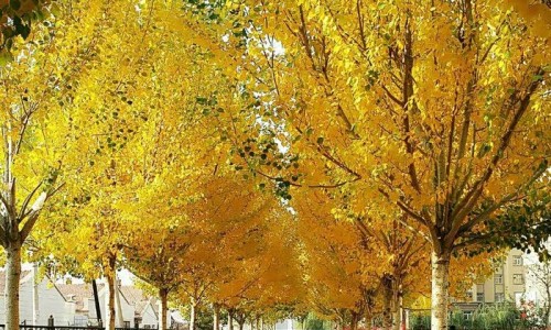 光遇墓土城堡在哪里-孕妇可以吃黄油桃吗网 :分享孕妇可以吃黄油桃吗对胎儿有影响吗-被诈骗报案材料怎么写样本知识